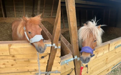 From Stable to Strategy: Starting the Day Right