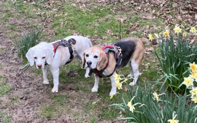 Missing the Daffodils: A Reminder About Time, Goals, and What Truly Matters