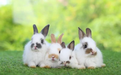 Chasing Rabbits: Why Losing Focus (Not Purpose) Is What Holds Businesses Back